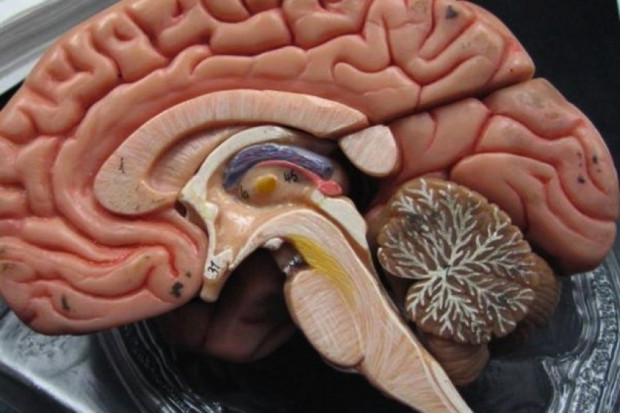 Bez przełomu w leczeniu choroby Alzheimera. Fot. Archiwum Bez przełomu w leczeniu choroby Alzheimera