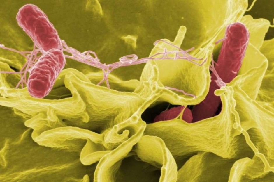 Fot. archiwum Podkarpackie: salmonella w lunch boksach