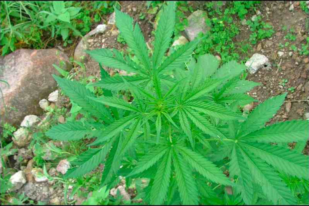 Projekt legalizuje uprawę marihuany w celach leczniczych. Fot. archiwum W Australii rząd za legalizacją medycznej marihuany