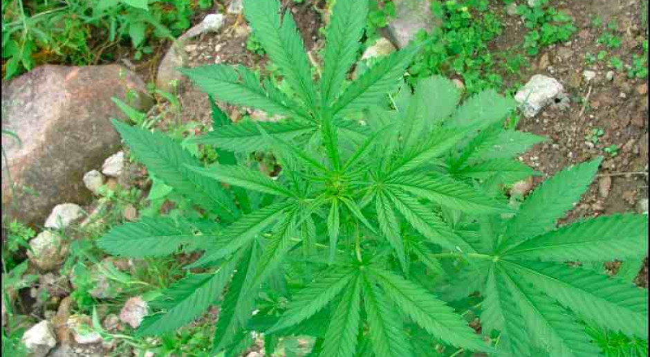 Jamajka legalizuje marihuanę do celów medycznych i religijnych