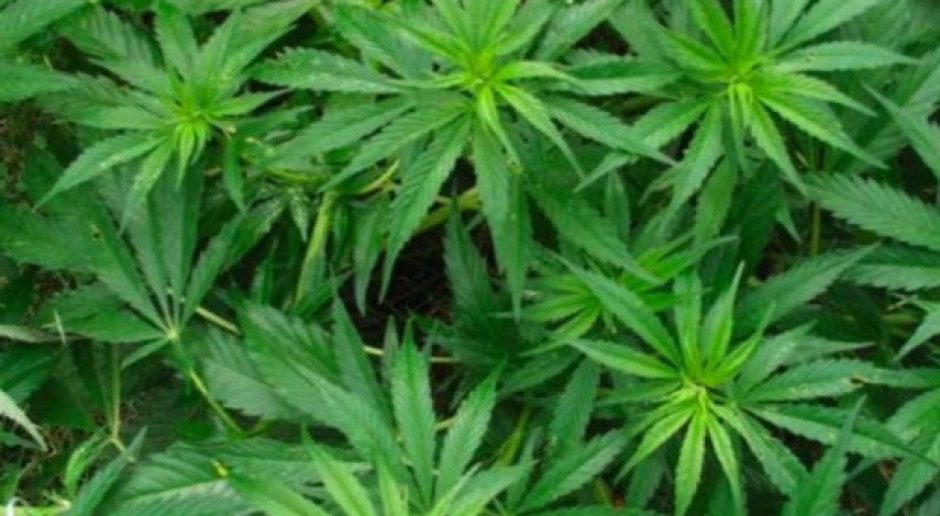 Pacjenci apelują o legalizację marihuany na potrzeby medyczne