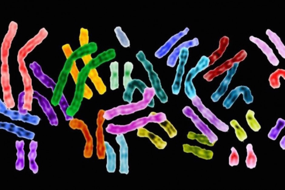 Fot. archiwum Naukowcy z Cambrigde stworzyli opartą na syntetycznym DNA bakterię Escherichia coli