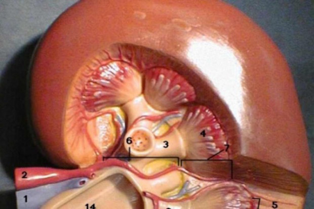 Amerykański pomysł na transplantację: nerka za kupon. Fot. Archiwum Amerykański pomysł na transplantację: nerka za kupon