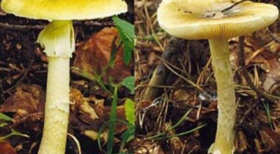 Specjaliści ostrzegają grzybiarzy: w lasach są już muchomory sromotnikowe