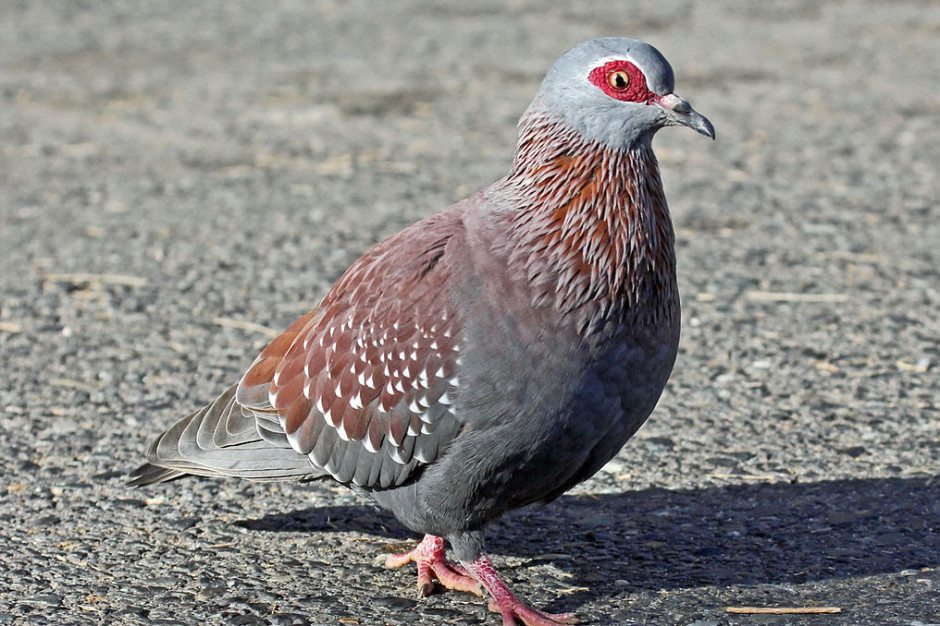 Szczep wirusa H5N8, wykryty w Polsce nie jest groźny dla ludzi. FOT. Dick Daniels/Wikimedia Commons Ocena instytutu w Puławach: wirus grypy ptaków niegroźny dla ludzi
