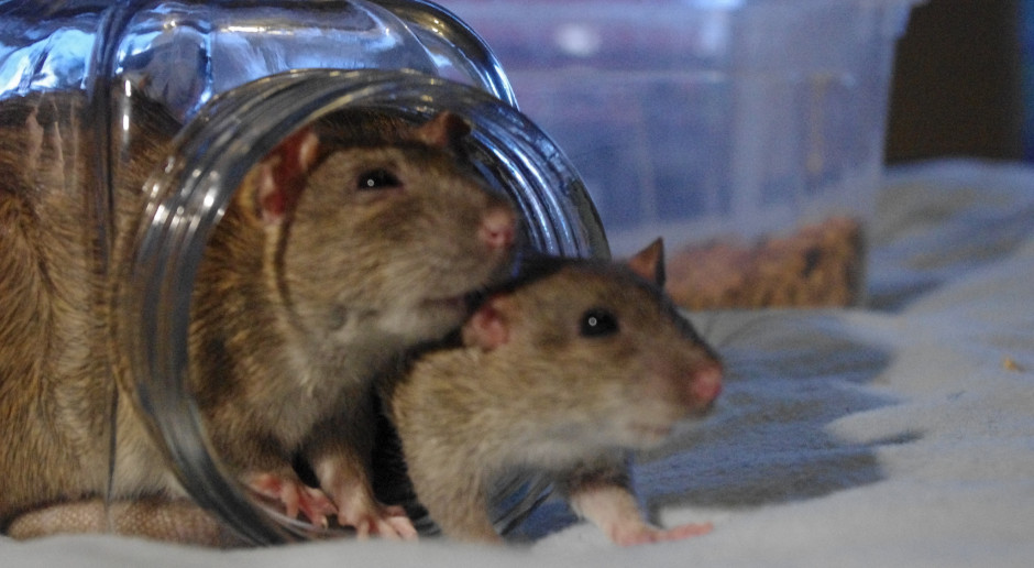 Antynoble rozdane: urolog ubierał szczury w spodnie i badał ich popęd płciowy 