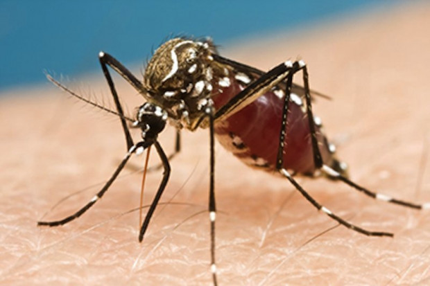 Wirus Zika jest przenoszony przez komary Fot. Archiwum RZ Hiszpania: kobieta zakażona wirusem Zika urodziła zdrowe dziecko