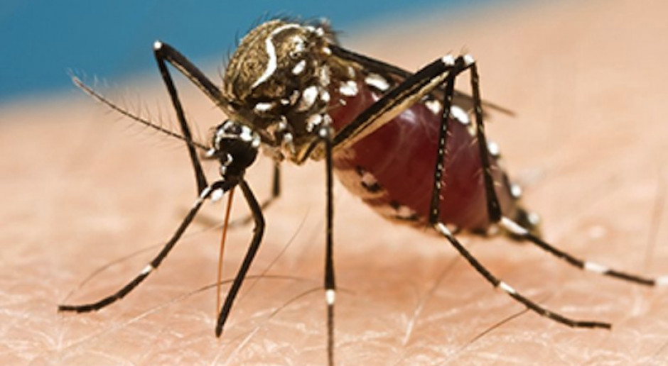 Odporność na dengę chroni przed ziką