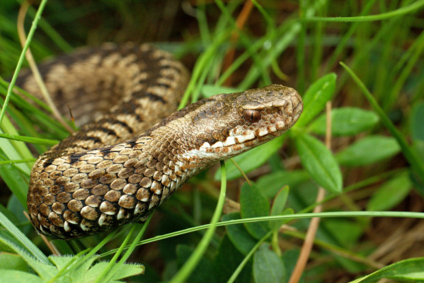 Jad żmiji jest silnie toksyczny i bardzo szybko niszczy naczynia. Fot. Frank Vassen/Flickr (CC BY 2.0) Kalisz: ratowali 51-latkę ukąszoną w lesie przez żmiję