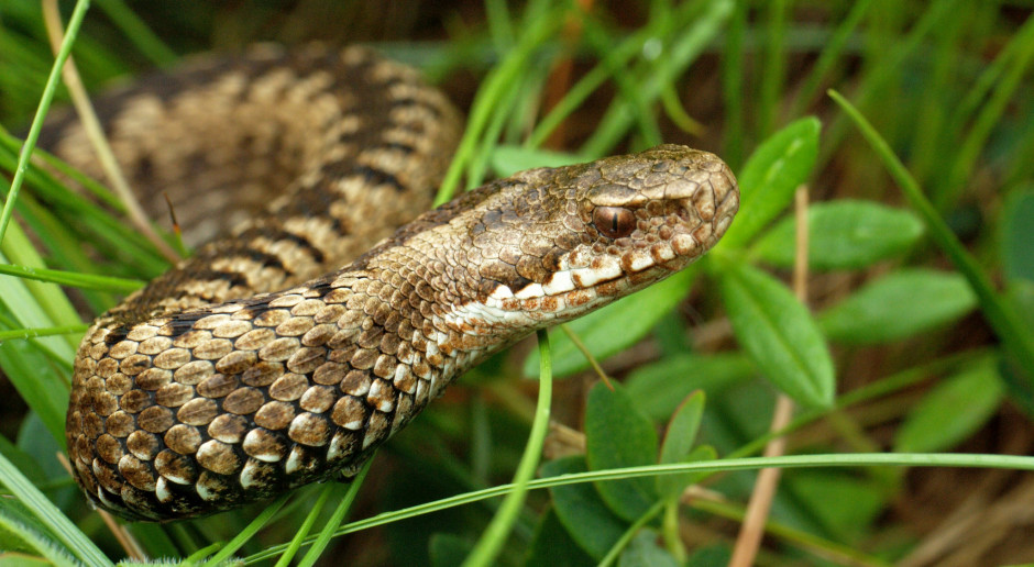 Jad węża może być lekiem przeciwpłytkowym