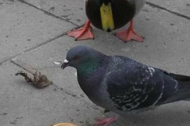 Fot. archiwum Chiny: pierwszy człowiek zakażony wirusem ptasiej grypy typu H7N4