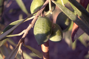 Polscy naukowcy odkryli nowe właściwości oleaceiny - składnika oliwy z oliwek