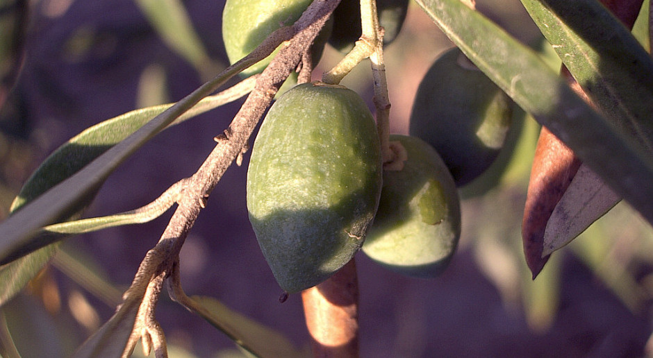 Naukowcy: oliwa z oliwek może zapobiegać rakowi mózgu?