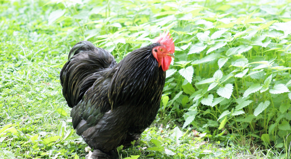 Niemcy: w co drugiej próbie mięsa z kurczaka są zarazki odporne na antybiotyki