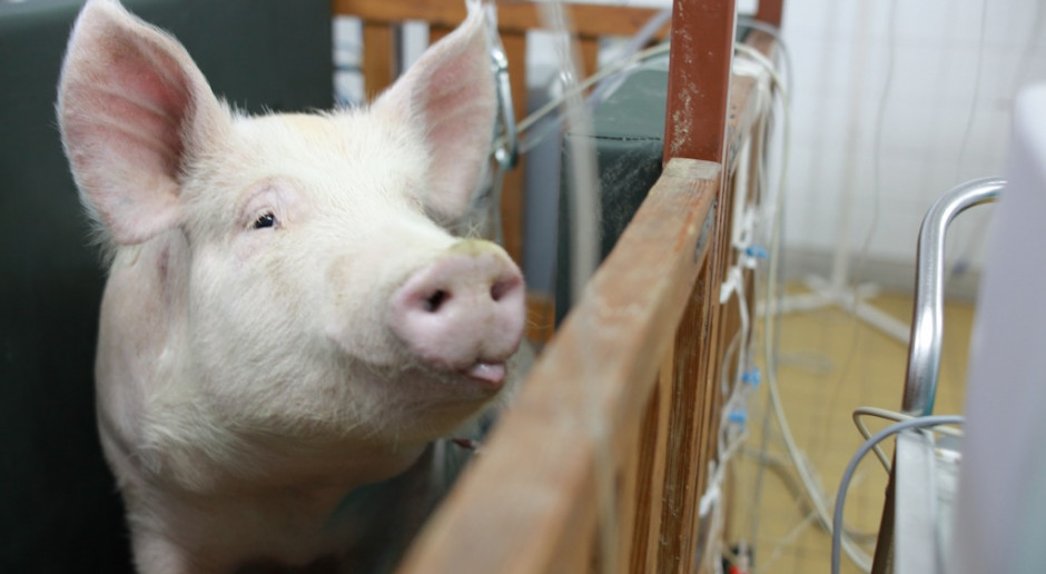 Badania: ożywili świński mózg; czy będą eksperymentować na ludzkich?