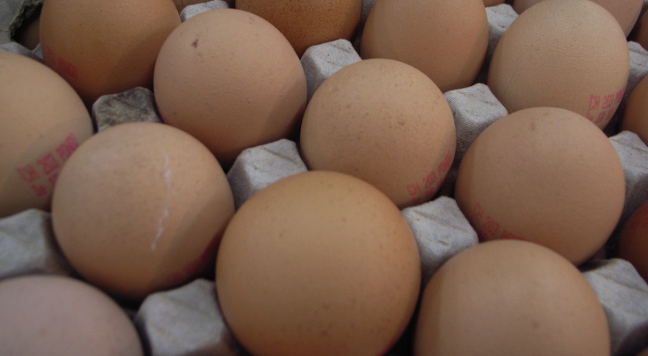 GIS ostrzega: pałeczki salmonelli na skorupkach jaj