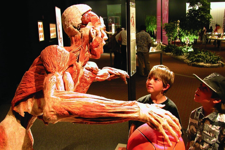 Na wystawie prezentowane są autentyczne ludzkie ciała i narządy poddane plastynacji stworzonej przez dr Gunthera von Hagensa. Źródło: strona internetowa wystawy Body Worlds Do Poznania przyjedzie kontrowersyjna wystawa ciał poddanych plastynacji