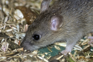 Już jedna "zarwana" noc może zwiększyć ryzyko cukrzycy, to u myszy