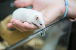 Badania: genetycy wyleczyli płody myszy z wrodzonej choroby płuc