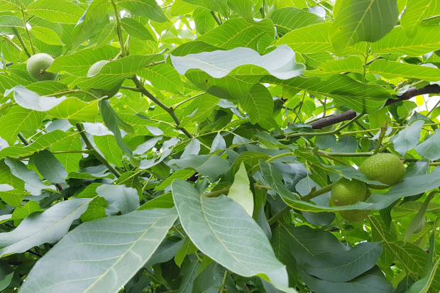 Orzechy włoskie są bogatym źródłem wielonienasyconych kwasów tłuszczowych, w tym roślinnych kwasów omega 3. Fot. PTWP Badania: orzechy włoskie mogą zmniejszać ryzyko cukrzycy typu 2