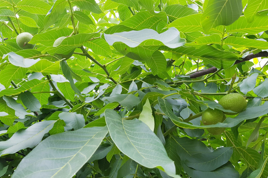 Orzechy włoskie są bogatym źródłem wielonienasyconych kwasów tłuszczowych, w tym roślinnych kwasów omega 3. Fot. PTWP Badania: orzechy włoskie mogą zmniejszać ryzyko cukrzycy typu 2