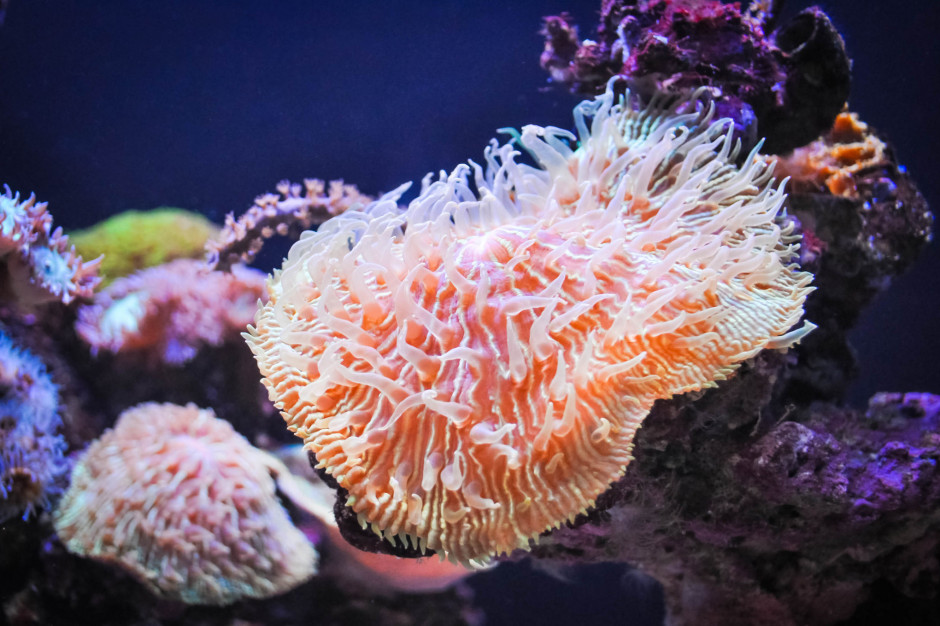 Peptydy wytwarzane przez zamieszkującego tropikalne wody oceanów ukwiała mają właściwości neuroprotekcyjne. Fot. Flickr/Marco Verch CC BY 2.0 (zdj. ilustracyjne) Czy ukwiał może pomóc w walce z chorobą Alzheimera?