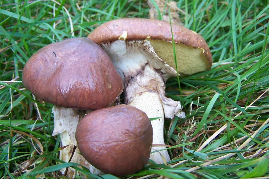FOT. Jerzy Opioła/Wikimedia Commons (CC BY-SA 3.0) Eksperci: grzyby najlepiej spożywać wkrótce po zebraniu