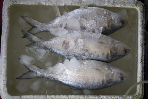Naukowcy: rybie "awatary" mogą pomóc w radioterapii nowotworów