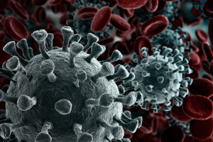 Fermy norek: potencjalny rezerwuar i źródło mutacji wirusa SARS- CoV-2?