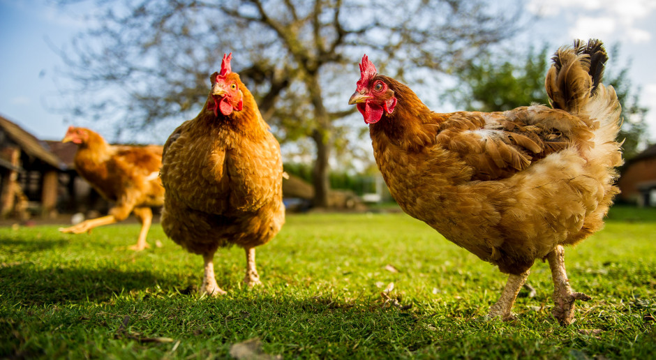 Odnotowano pierwszy przypadek zakażenia nową odmianą ptasiej grypy. Foto. Shutterstock Pierwszy przypadek ptasiej grypy H10N3 u człowieka. Co na to WHO?