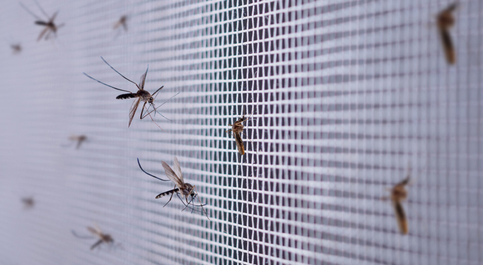 Komary zarażają malarią także w dzień