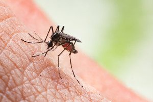 Kleszcze, komary i ukąszenia. Jakie "odstraszacze" są skuteczne, a jakie dozwolone?