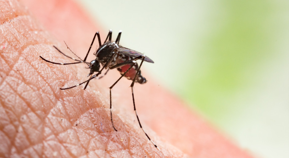 Kleszcze, komary i ukąszenia. Jakie "odstraszacze" są skuteczne, a jakie dozwolone?