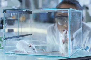 Naukowcy odbudowali serce myszy po zawale. Zastosowali pionierską metodę regeneracji