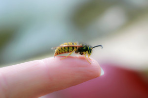 Ekspert: odczulanie na jad owadów może ratować życie