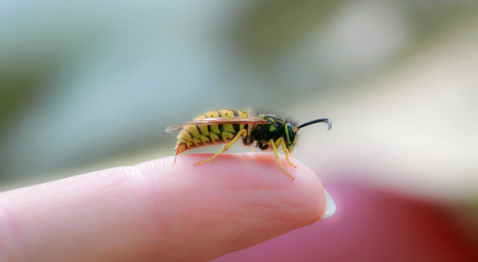 Ekspert: odczulanie na jad owadów może ratować życie