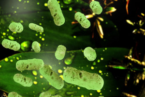 Bakterie powodujące dur brzuszny coraz bardziej odporne na antybiotyki