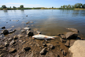 Milion złotych za wskazanie sprawcy zanieczyszczenia Odry. Jak postępować przy zatruciu skażoną wodą