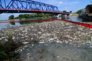 Naukowcy: toksyczne algi mogły przyczynić się do wyginięcia ryb w Odrze