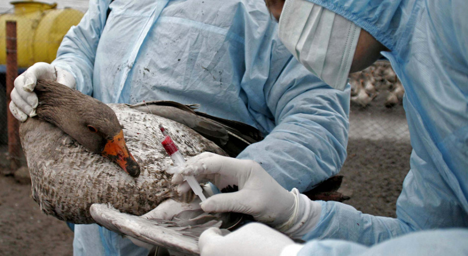 BBC: ptaki zaatakowała największa jak dotąd epidemia ptasiej grypy H5N1