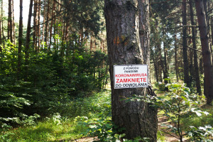 Zamykanie lasów przez COVID. Wiceminister zdrowia: do tej pory się uśmiechamy