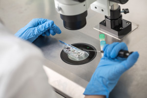Opracowano technologię poprawiającą wybór najzdrowszych plemników do in vitro