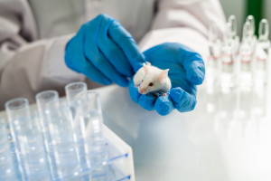 Do zniszczonego mózgu myszy wszczepiono ludzkie komórki glejowe. To może być przełom