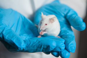 Myszom przeszczepiono szczurze neurony. "Mózgi hybrydowe" mają pomóc w leczeniu chorób u ludzi