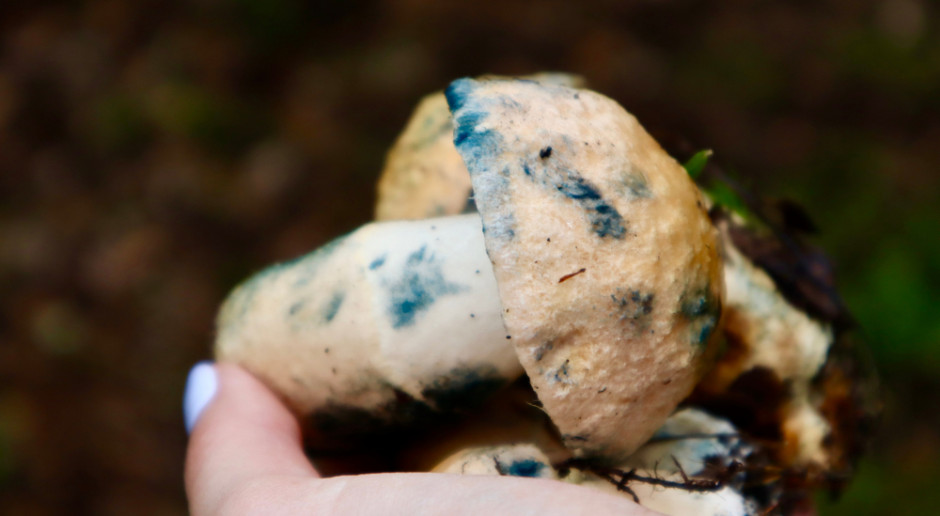 Para estas personas, comer hongos puede no ser bueno para su salud. ¿Qué hacer en caso de intoxicación?