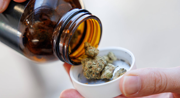 Legalna marihuana: tańsza niż u dilera, egzotyczne smaki. Opisujemy, jak rynek radzi sobie z obostrzeniami