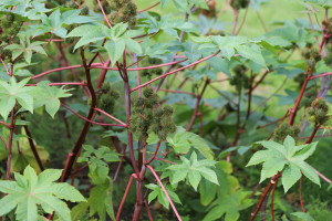 6 000 fois plus puissant que le cyanure. Pousse dans les jardins polonais. Pas d'antidote.