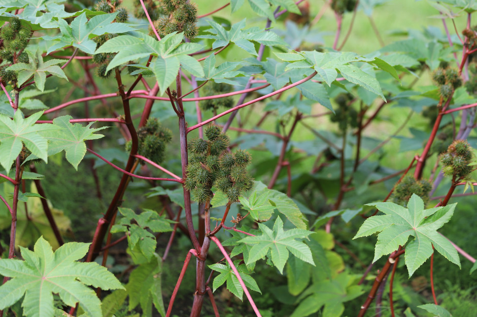 6000 razy mocniejsza od cyjanku. Rośnie w polskich ogrodach. Antidotum brak
