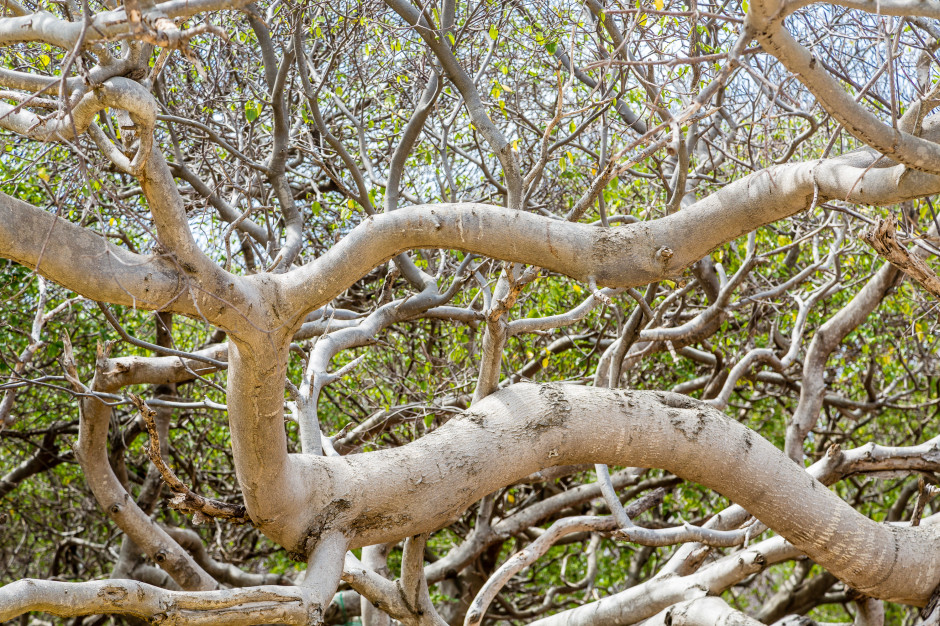 "Jabłoń śmierci" kusi wyglądem. Zabija jeden kęs