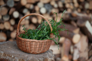W Polsce chwast, u Niemców rarytas. Najdroższa roślina na świecie